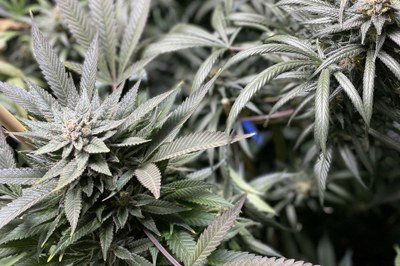 Bestrebungen der Bundesregierung zur kontrollierten Abgabe von Cannabis Bestrebungen der Bundesregierung zur kontrollierten Abgabe von Cannabis