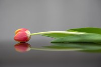 Der BDK gratuliert Prof. Dr. Stefan Pollak zum 75. Geburtstag