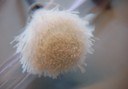 Entwickelt sich der neu geschaffene KDD zum Rohrkrepierer? Entwickelt sich der neu geschaffene KDD zum Rohrkrepierer?