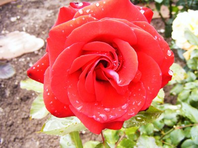 Glückwünsche zum Frauentag Glückwünsche zum Frauentag