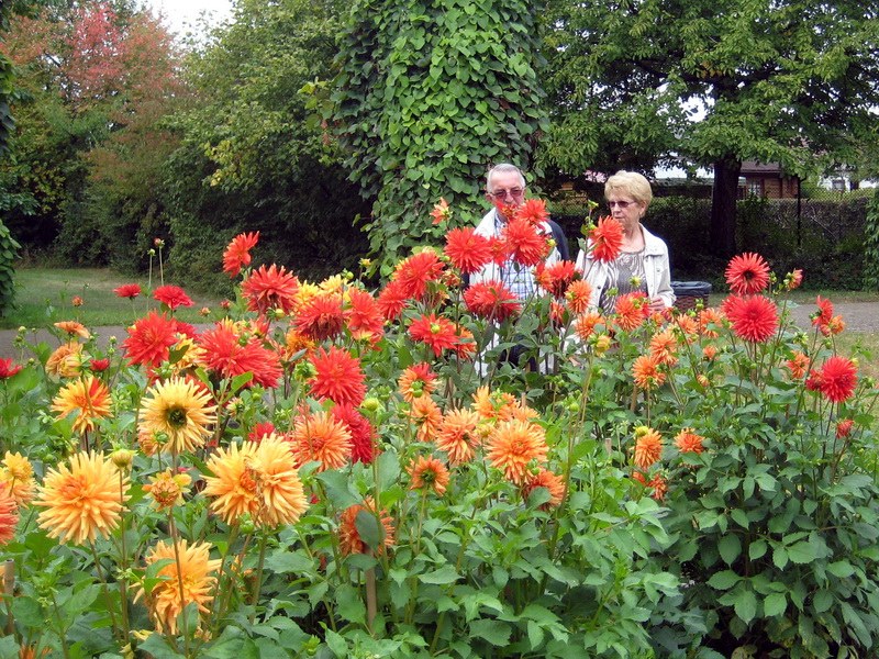 Pensionärs- und Rentnertreffen zum „Dahlienfeuer“ im „Britzer Garten“ Pensionärs- und Rentnertreffen zum „Dahlienfeuer“ im „Britzer Garten“