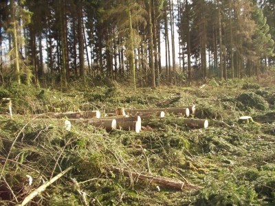 Räumung im Hambacher Forst Räumung im Hambacher Forst