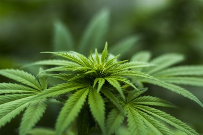 Herbal Hemp - Pixabay Herbal Hemp - Pixabay