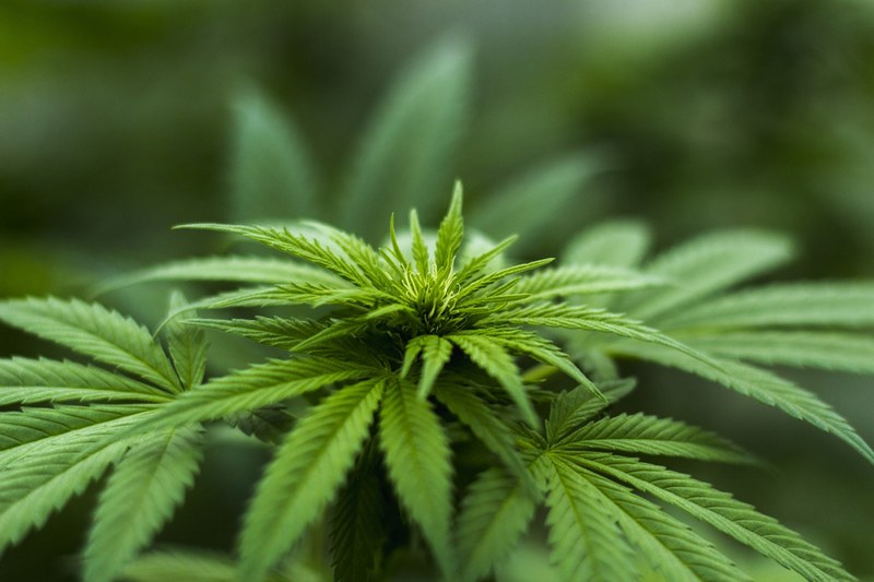 Herbal Hemp - Pixabay Herbal Hemp - Pixabay